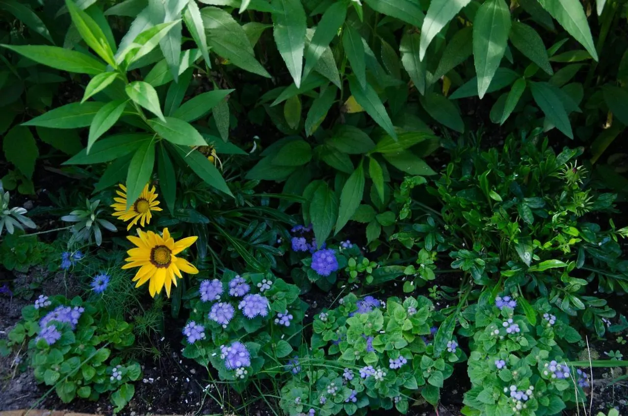 Les Tournesols Bed & Breakfast Mallemort